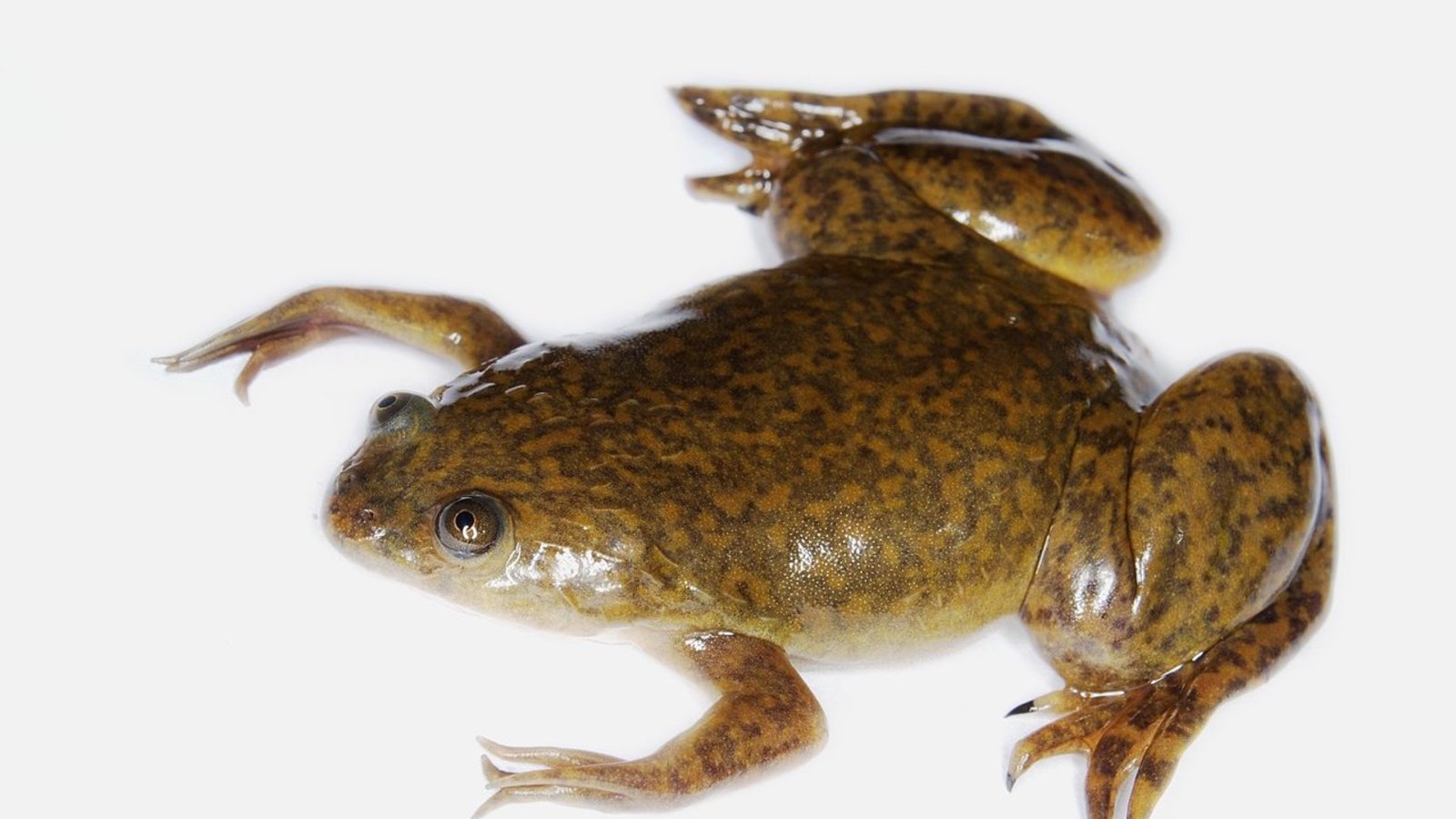 grenouille-Xenopus_laevis.jpg