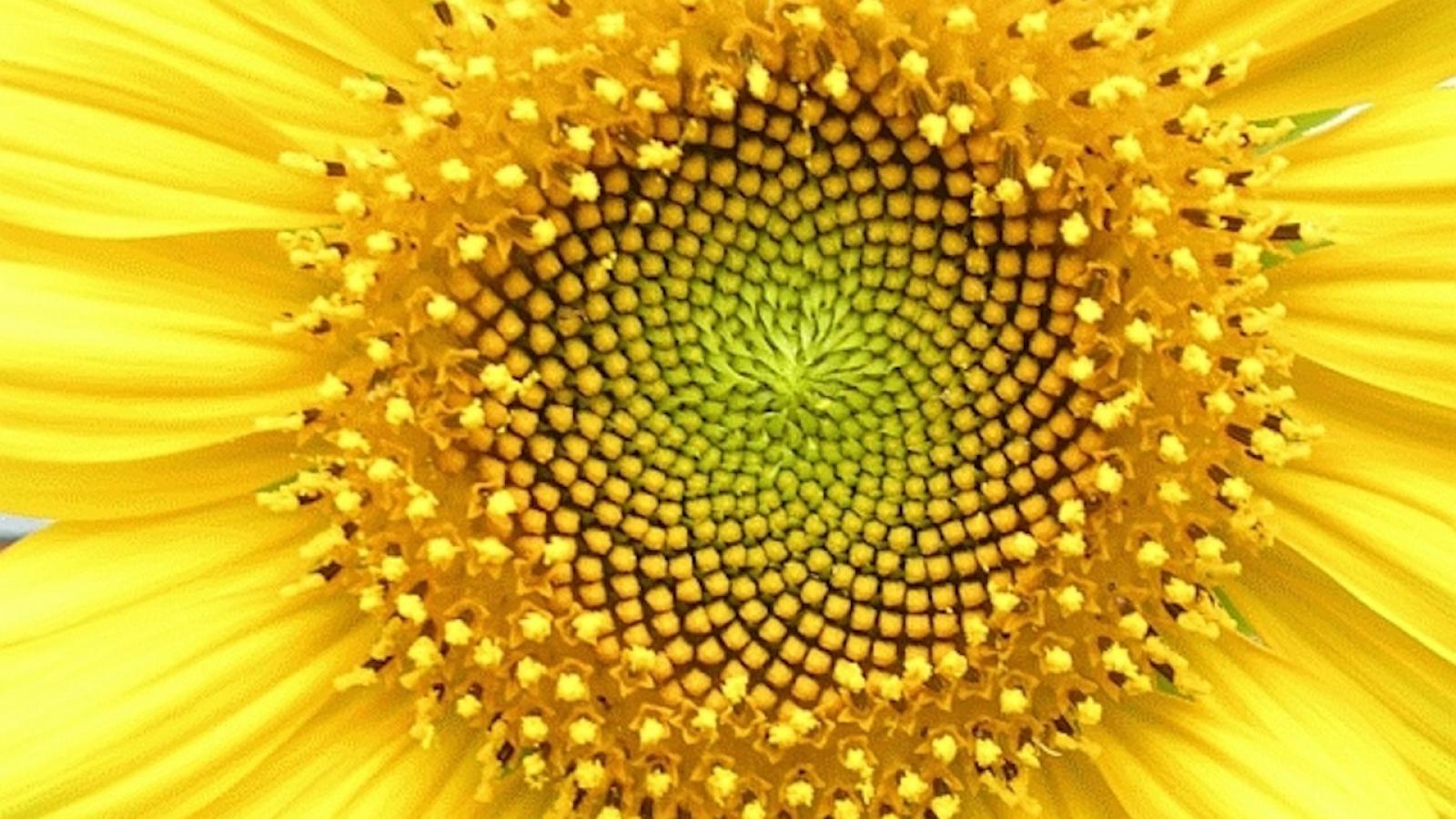 tournesol-Helianthus_whorl.jpg