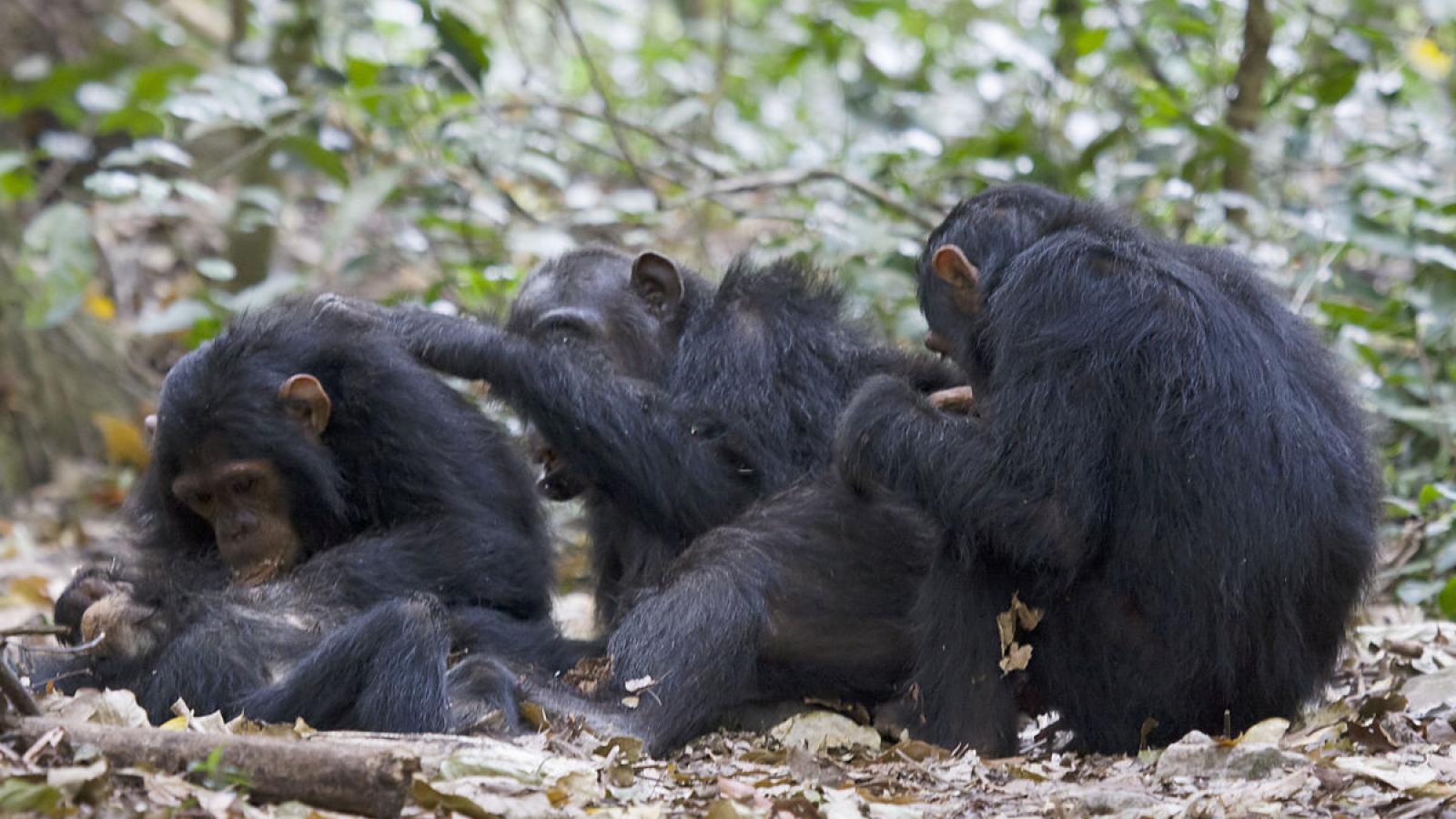 Activité d'épouillage, chimpanzés - Parc national de Gombe