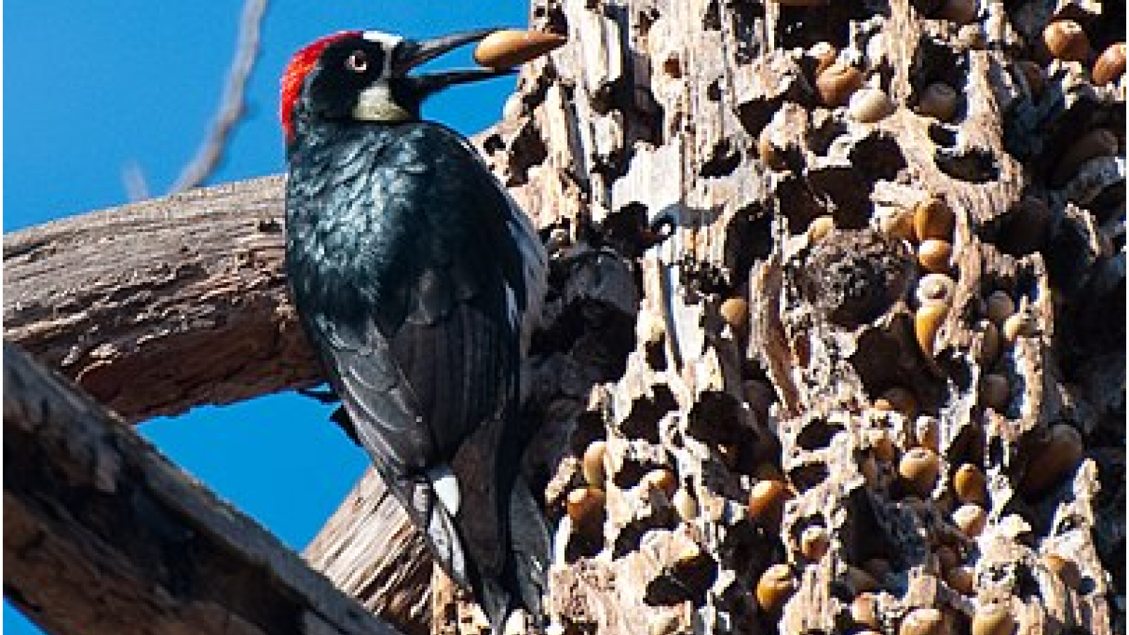 Pic des chênes (Melanerpes formicivorus) -2.PNG