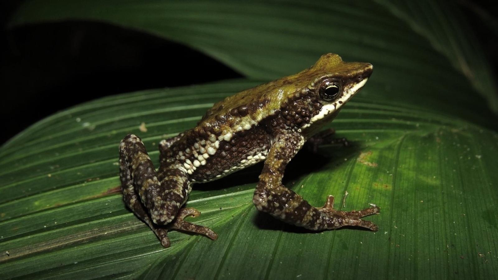 crapaud-Atelopus laetissimus.jpg