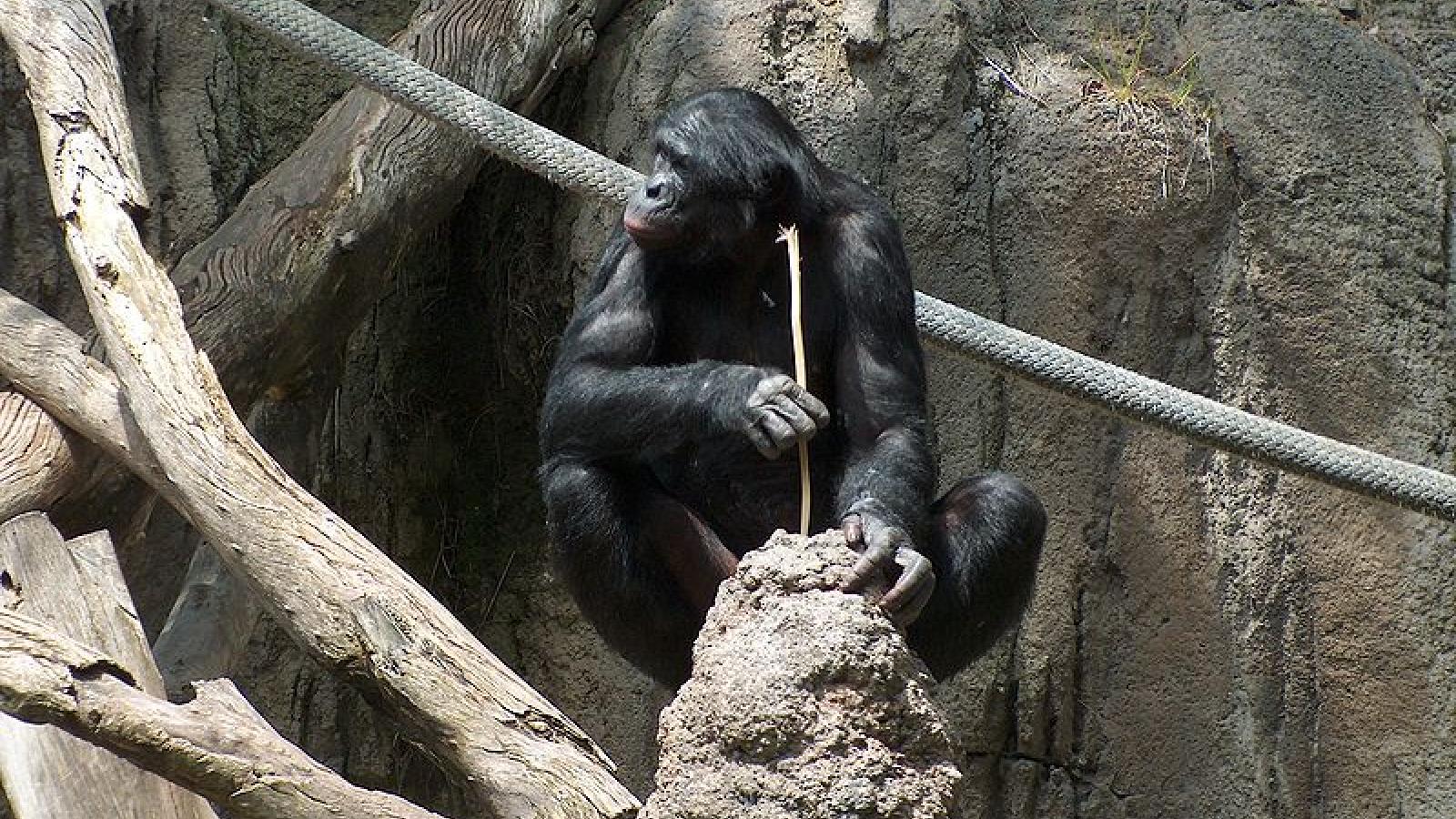 Bonobo lors d'une activité de pêche aux termites.jpeg
