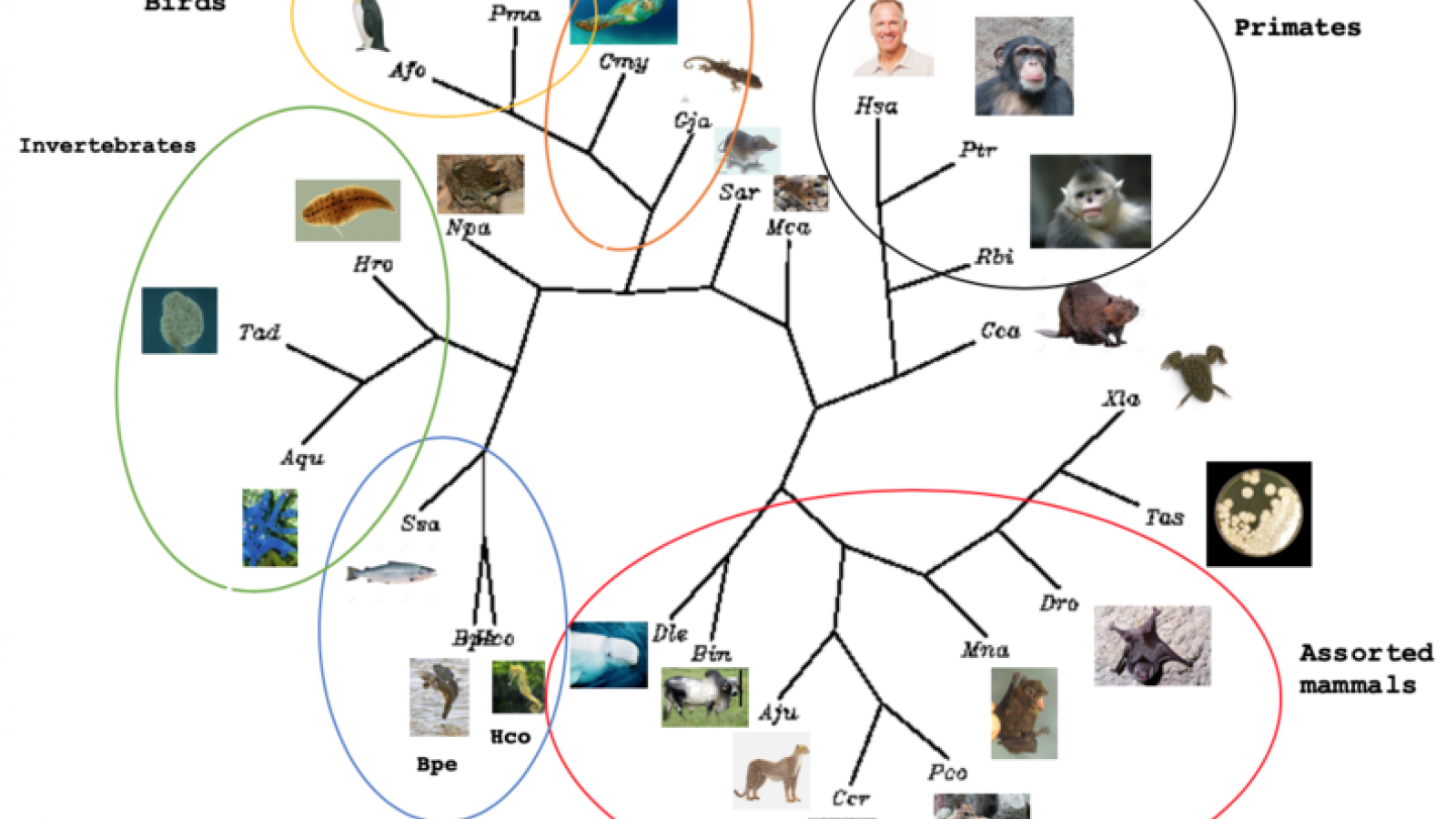Exemple de représentation de l'évolution biologique