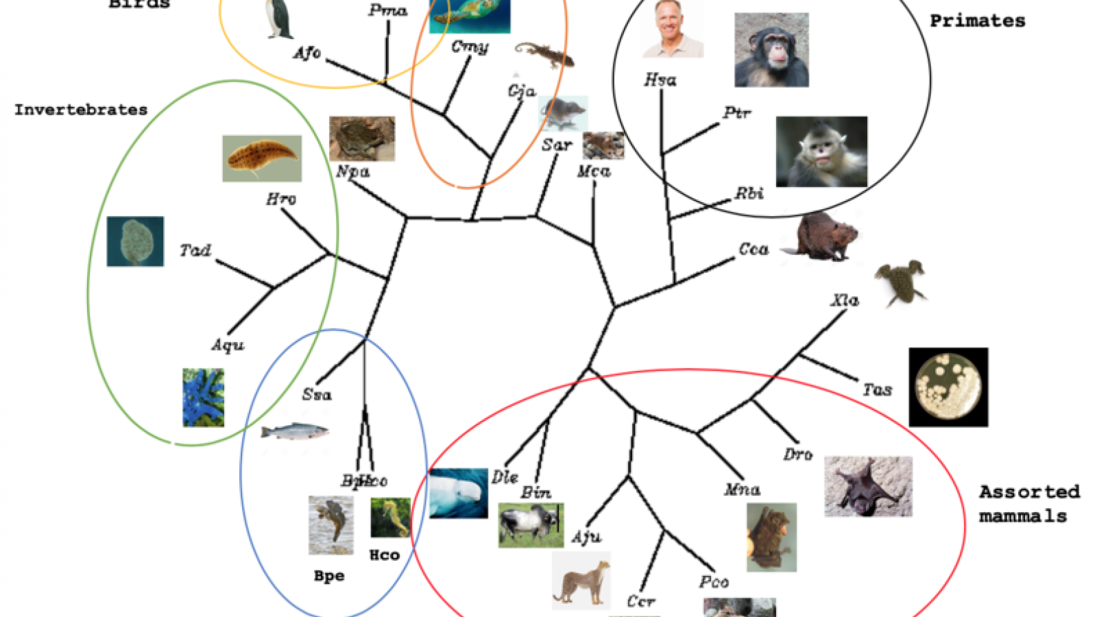 Exemple de représentation de l'évolution biologique 