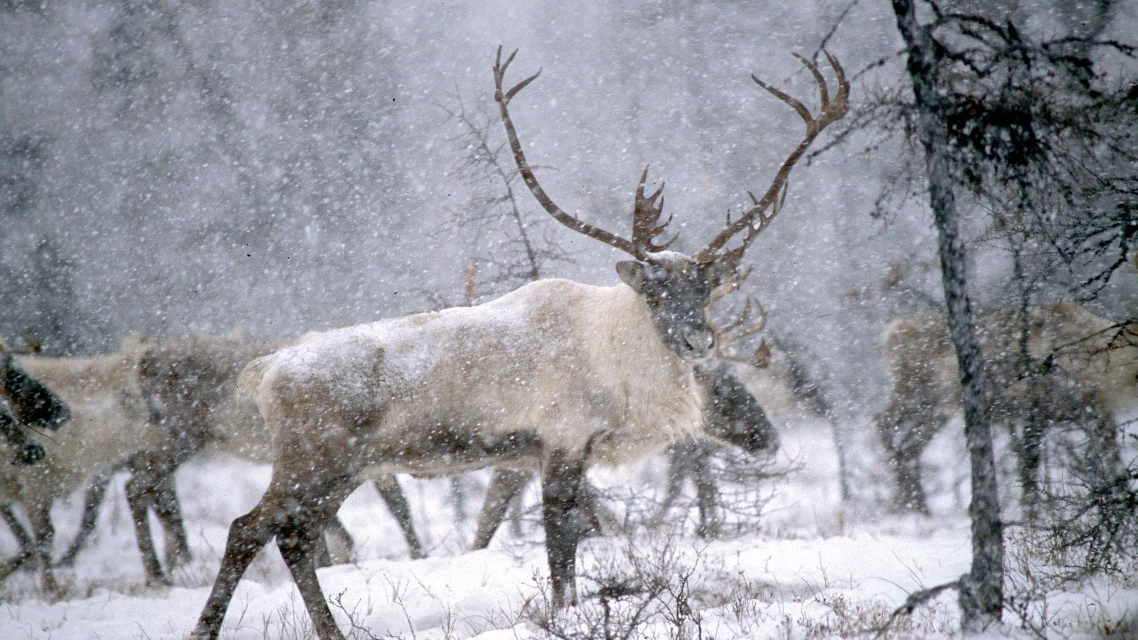 caribou-forestier.jpg