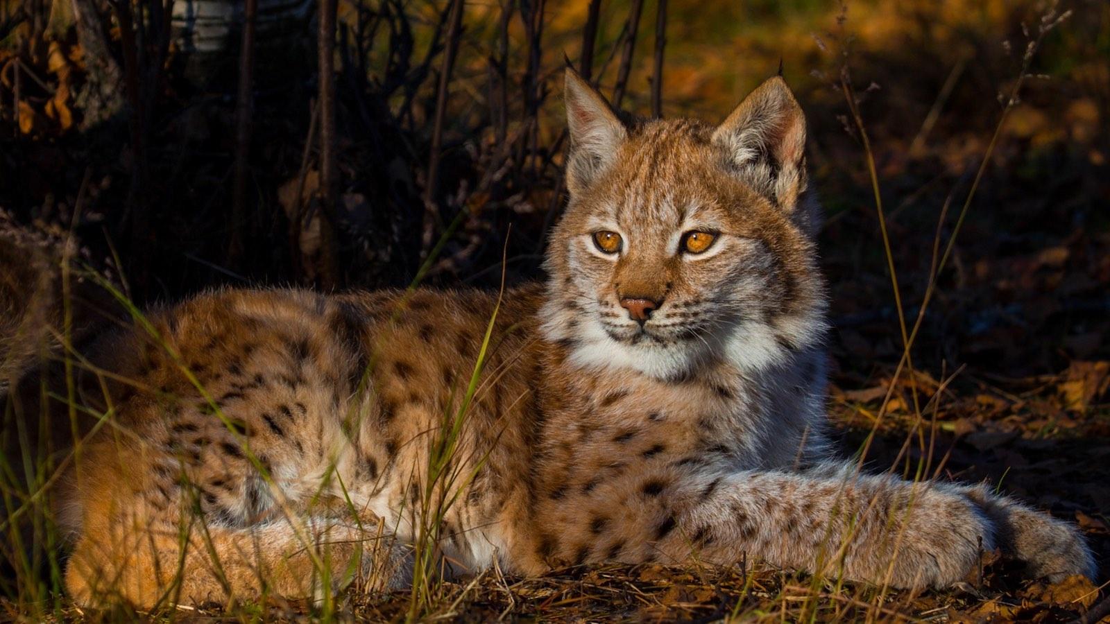 Quand le lynx est tenu à l'oeil - La Région