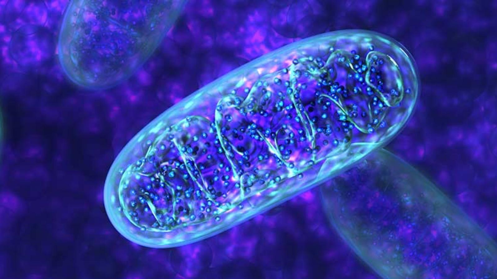 mitochondrie.jpg