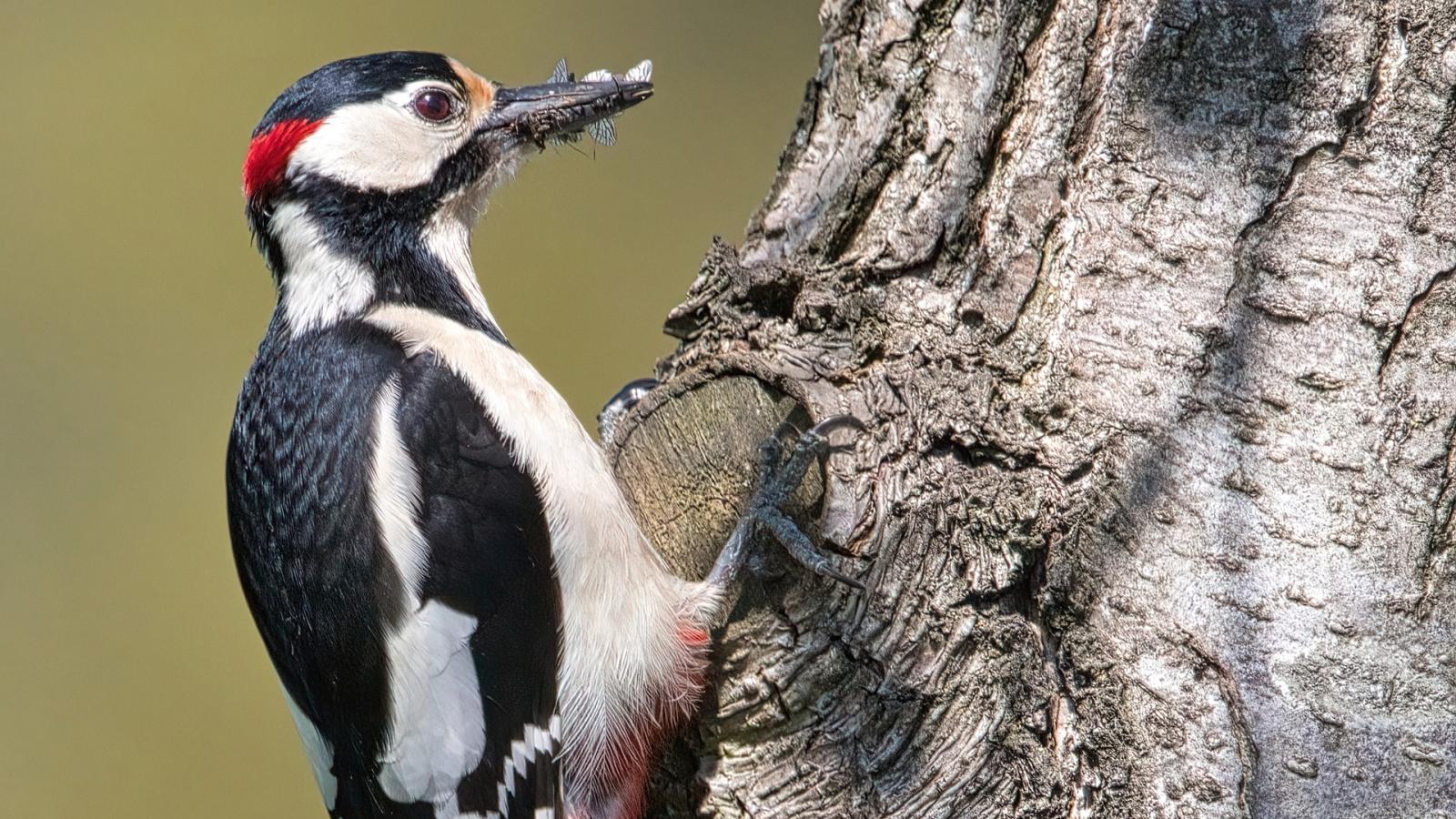 great-spotted-woodpecker-g6652e6d33_1920.jpg