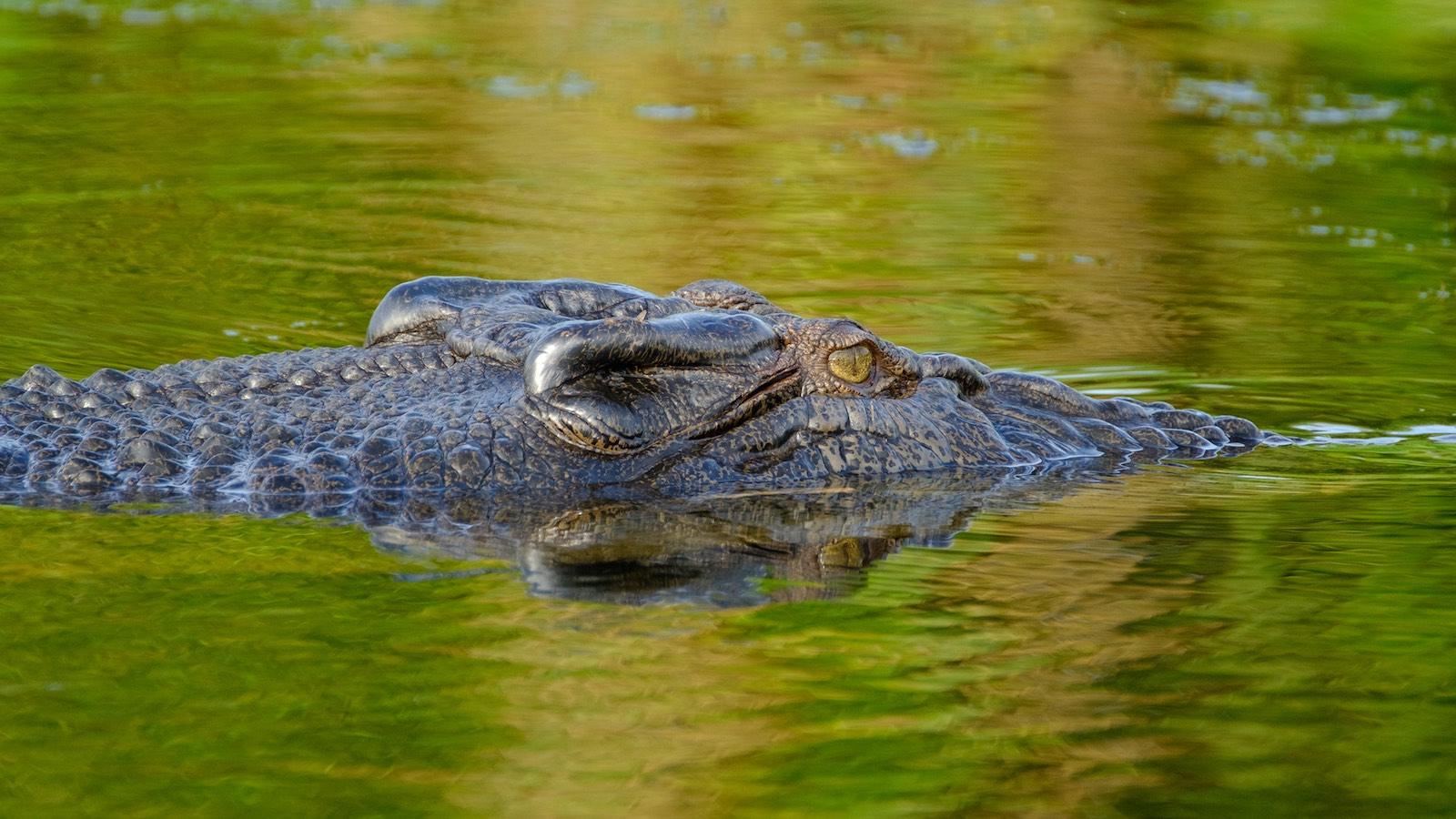 crocodile-Australie.jpg