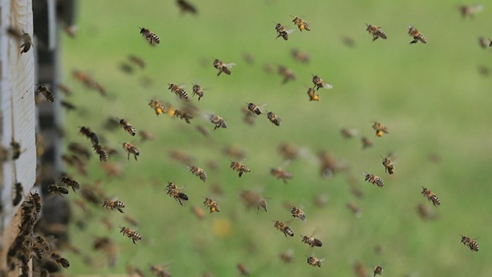 abeilles-essaim.jpg