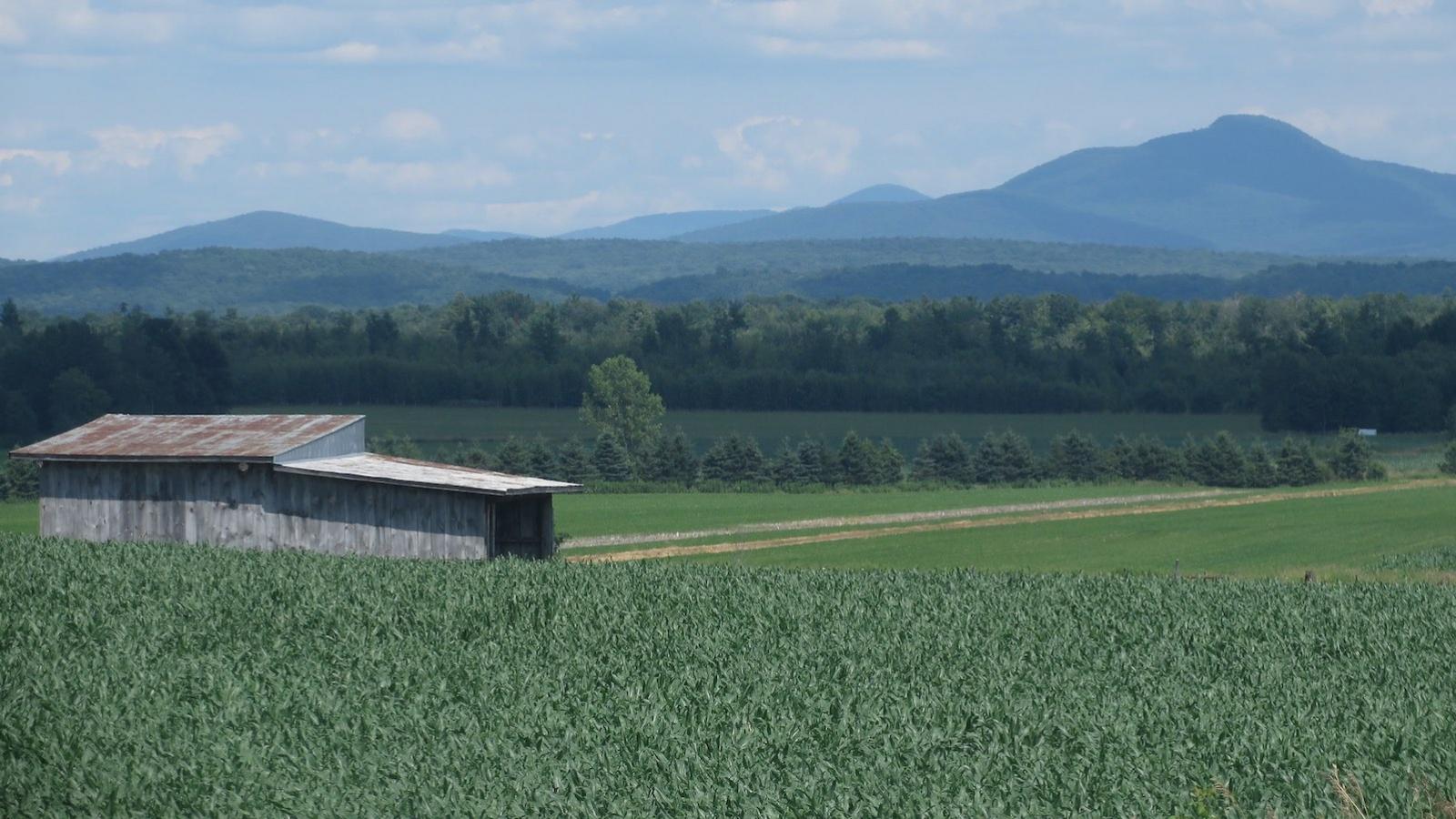 agriculture-St-Armand.jpg