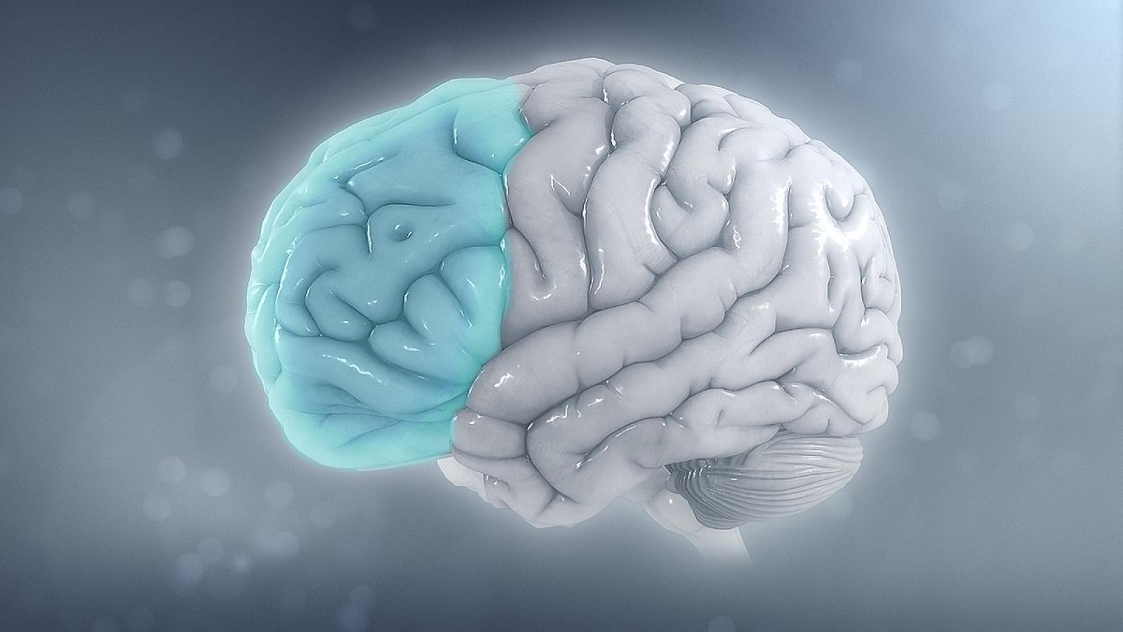 Hémisphère gauche d'un cerveau humain avec cortex préfrontal en bleu