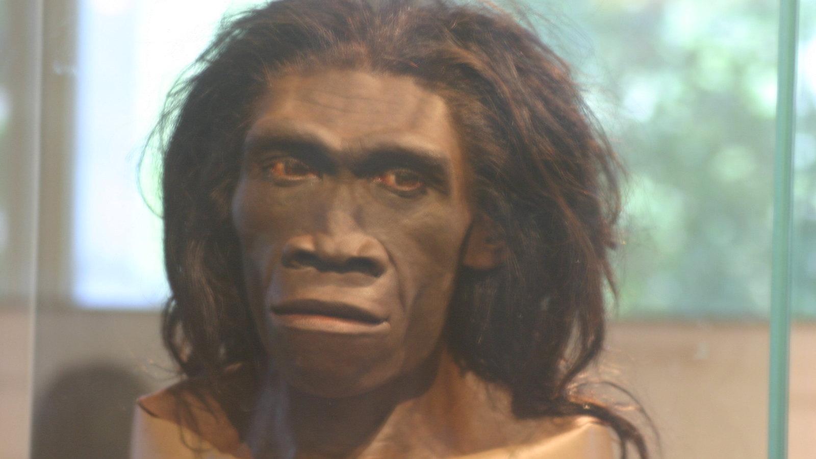 Homo Erectus-Smithsonian.jpg