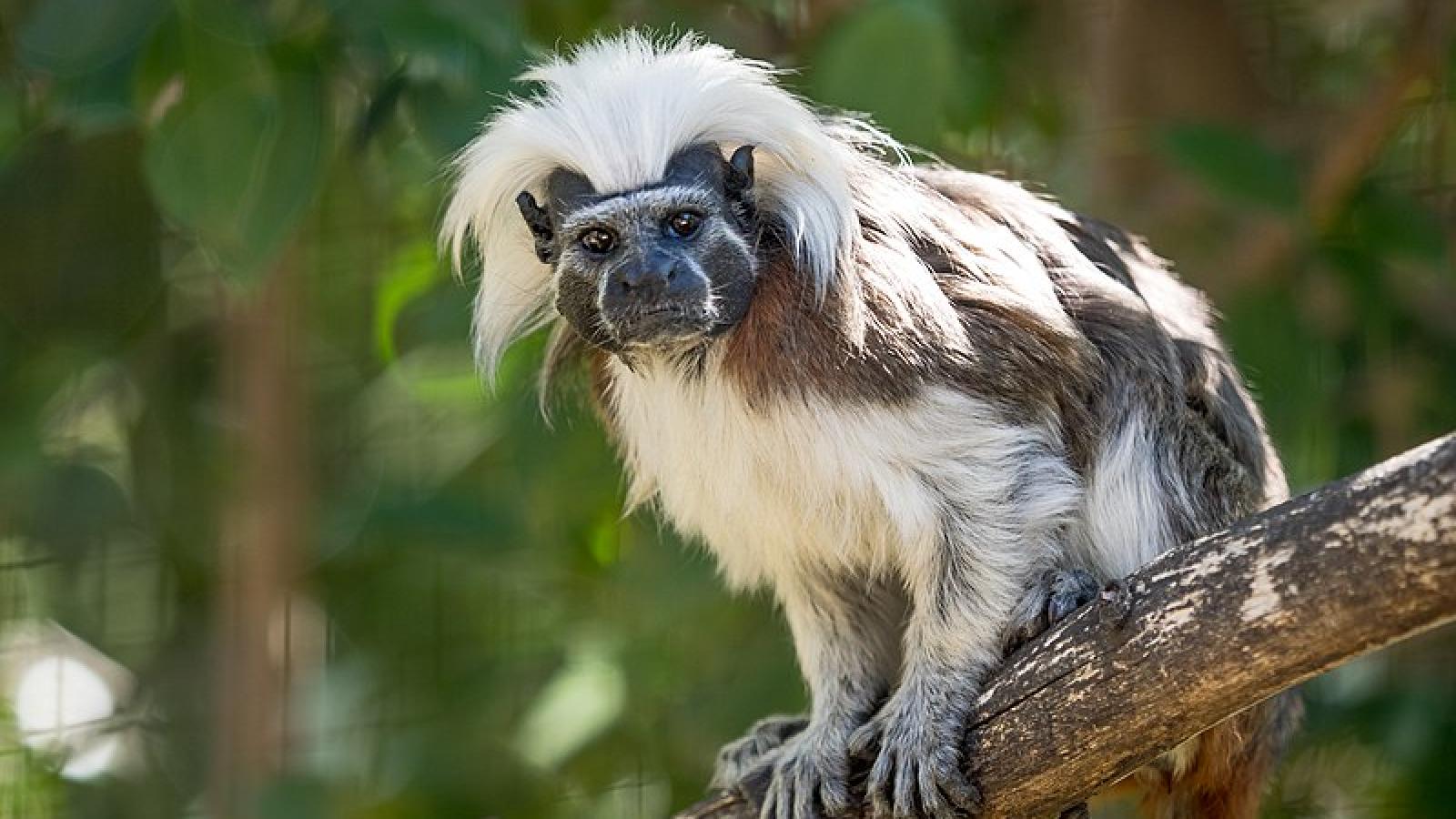 Singe tamarin en captivité 