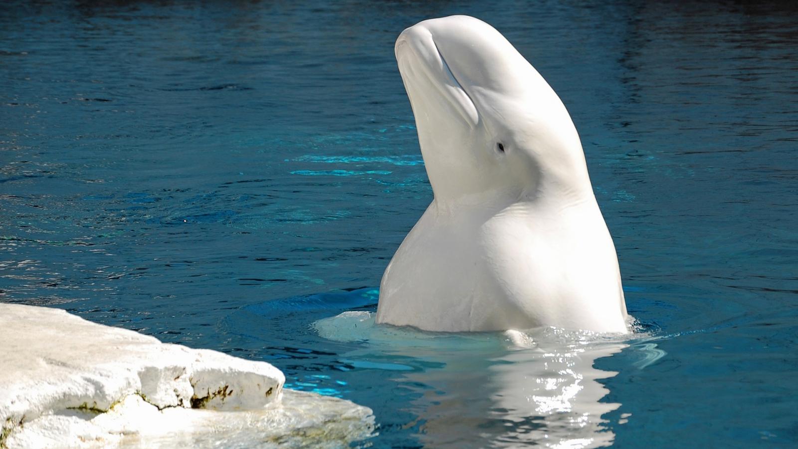 Beluga qui sort la tête de l'eau