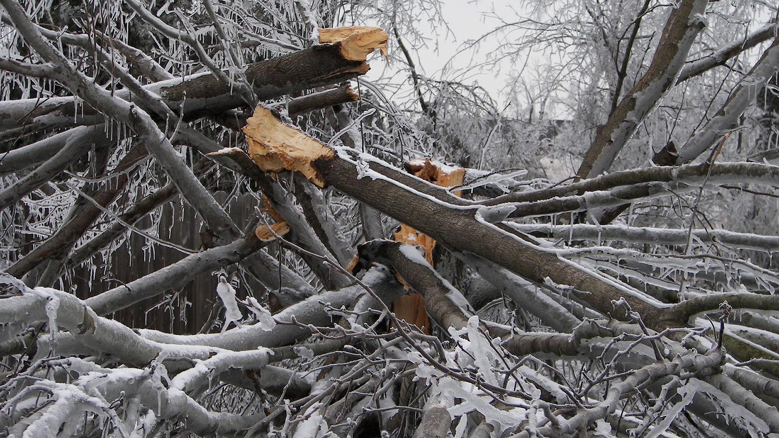 tree-destruction-282553_1920.jpg