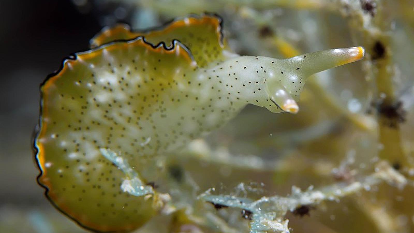 Limace de mer de l'espèce Elysia marginata