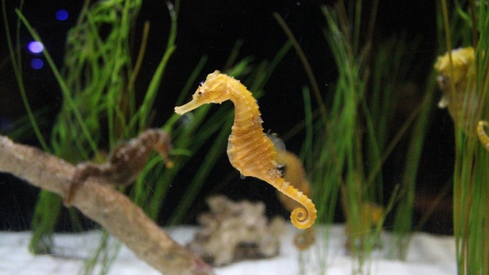 hippocampe-aquarium.jpg