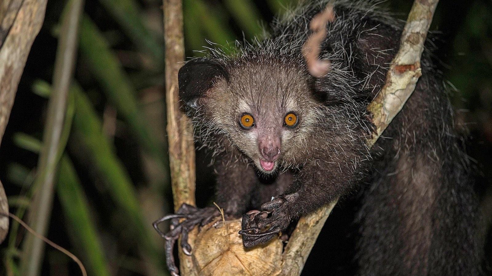 Aye-aye-Madagascar.jpg