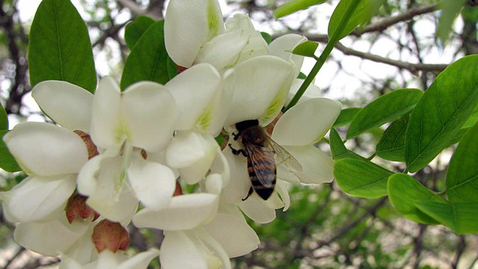 abeille.jpg