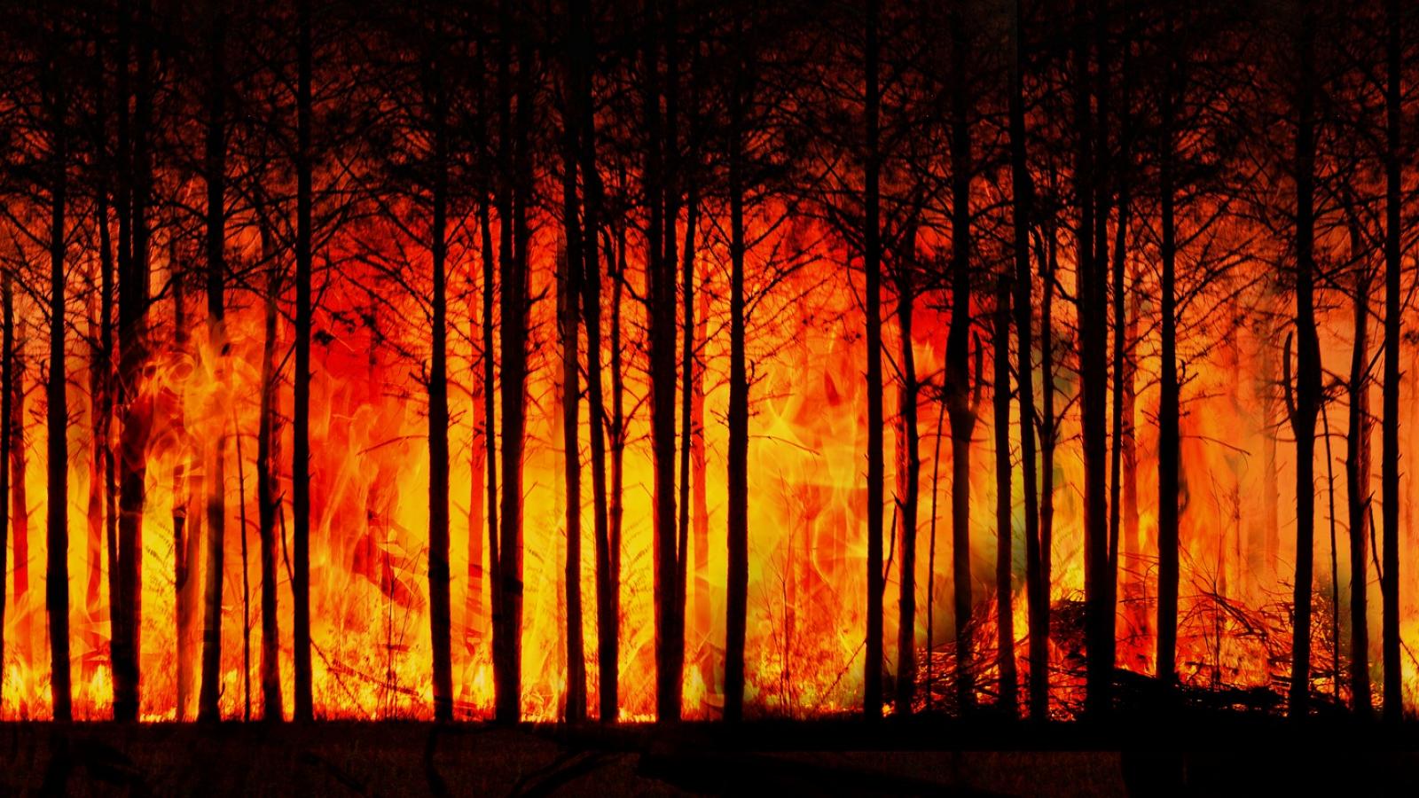 Forêt en feu