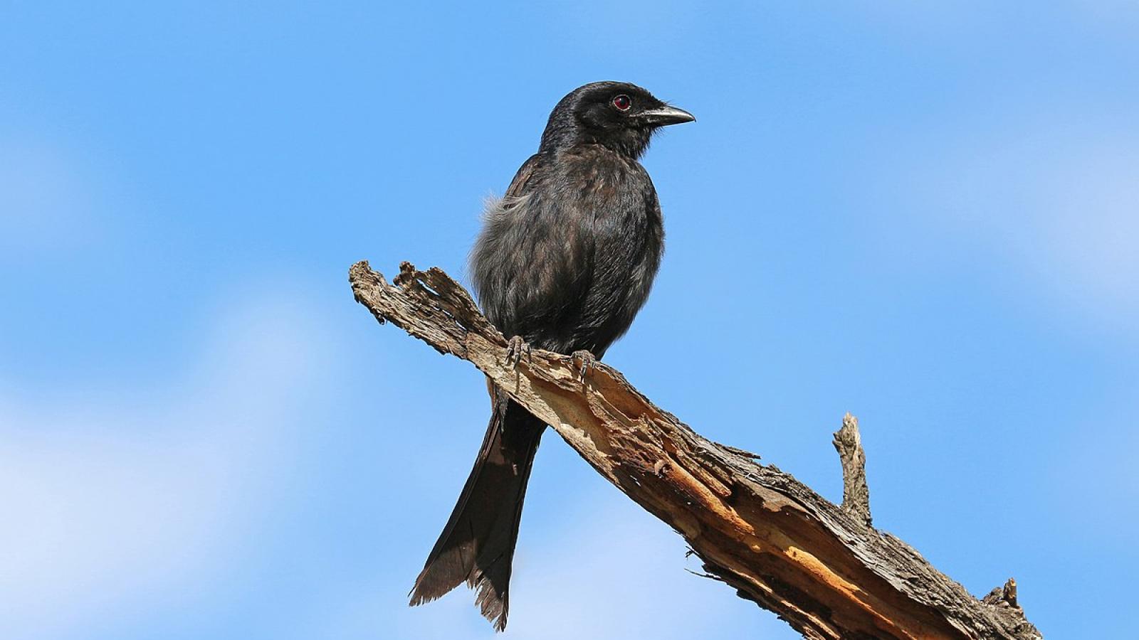 Drongo brillant sur la Madlabantu Trail, parc Kruger, Afrique du Sud