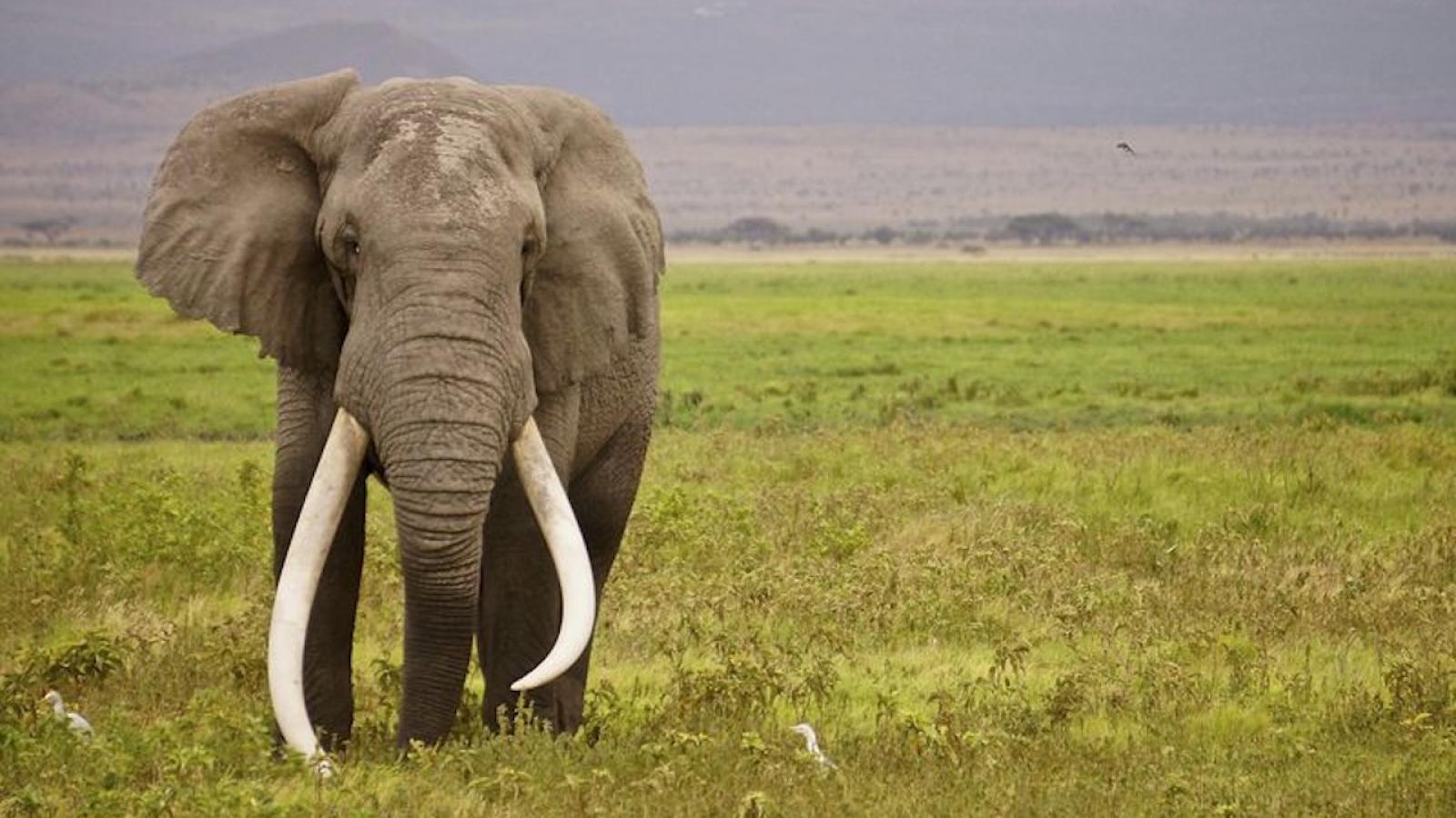 elephant-savane.jpg