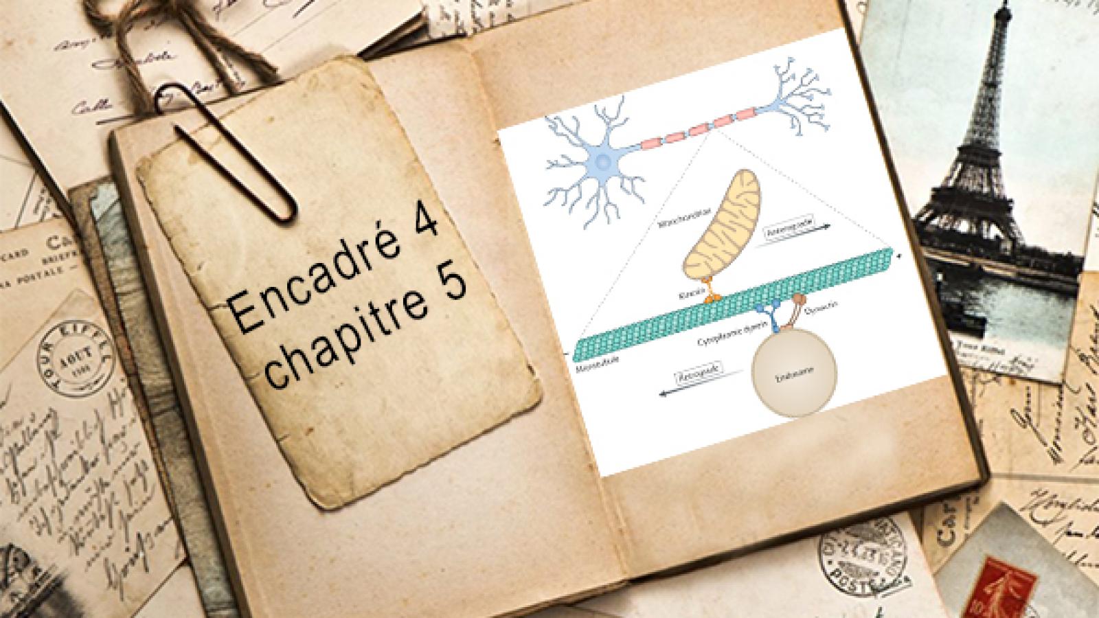 Encadré chapitre 5 #4.jpg