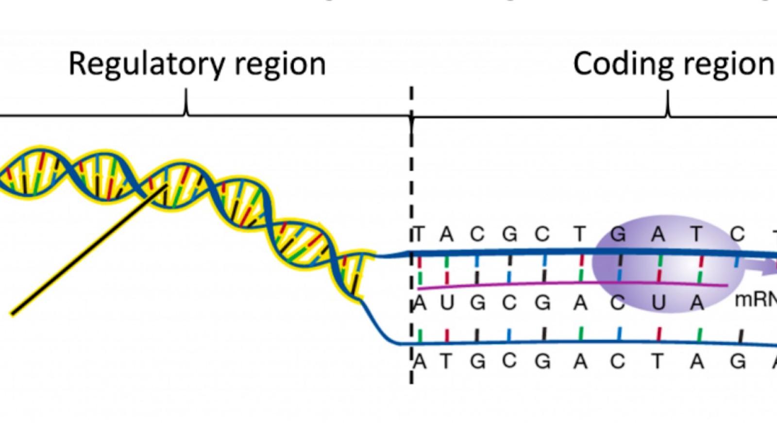 ADN-regulatory-coding.jpg