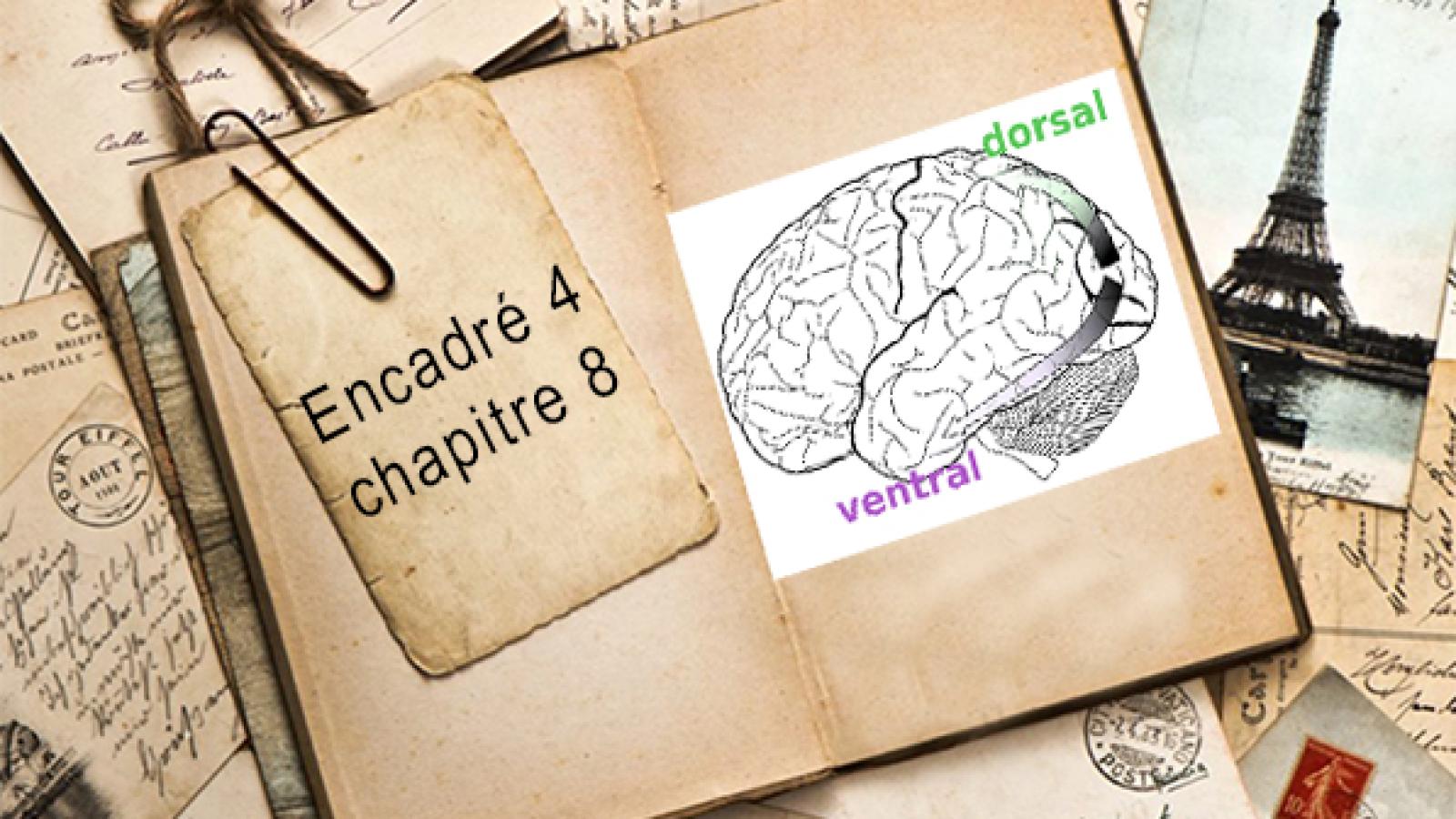 Encadré chapitre 8 #4.jpg