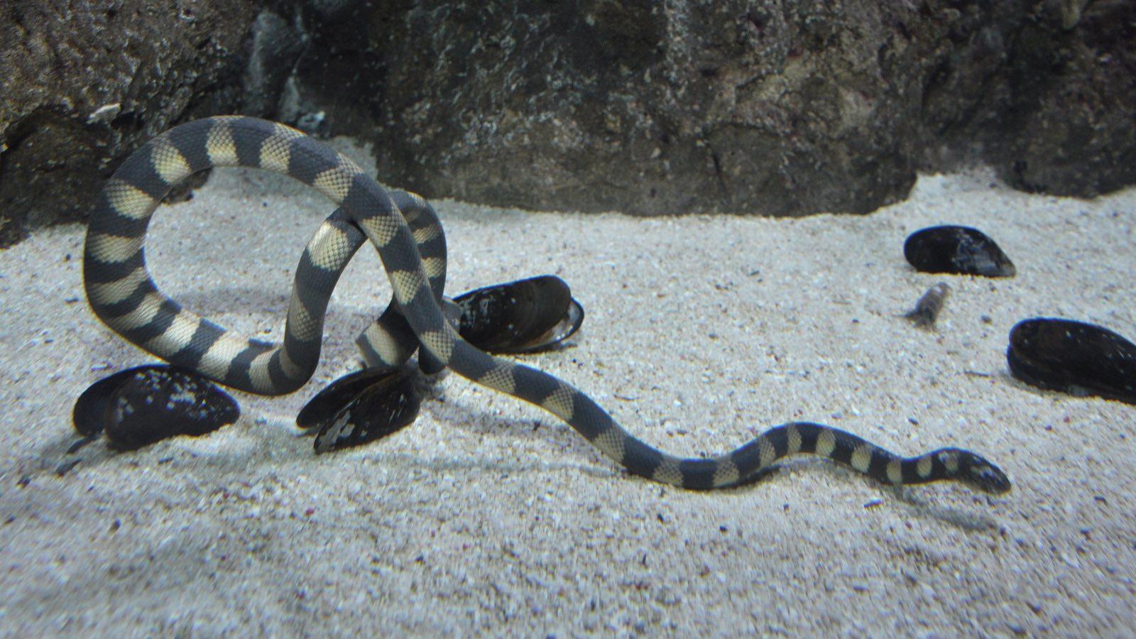 Hydrophis cyanocinctus.jpg