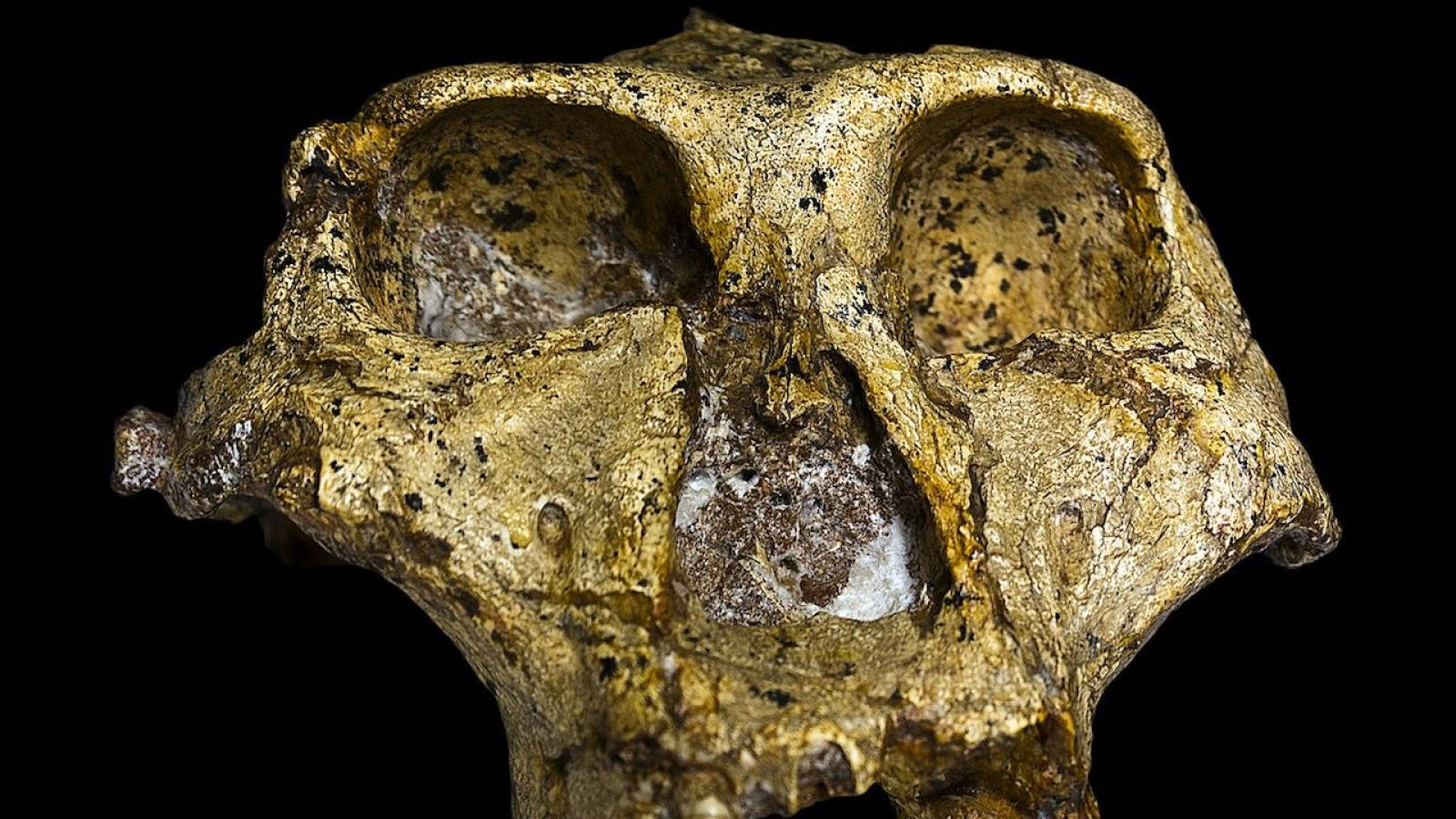 Paranthropus_robustus.jpg