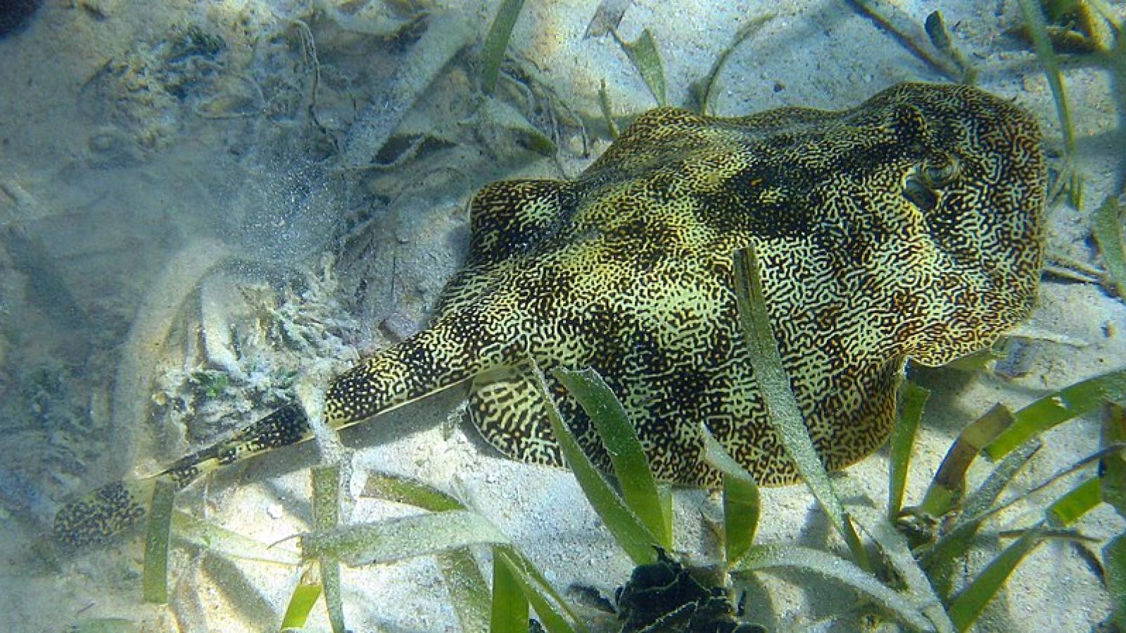 Raie pastenague jaune (Urobatis jamaicensis) 