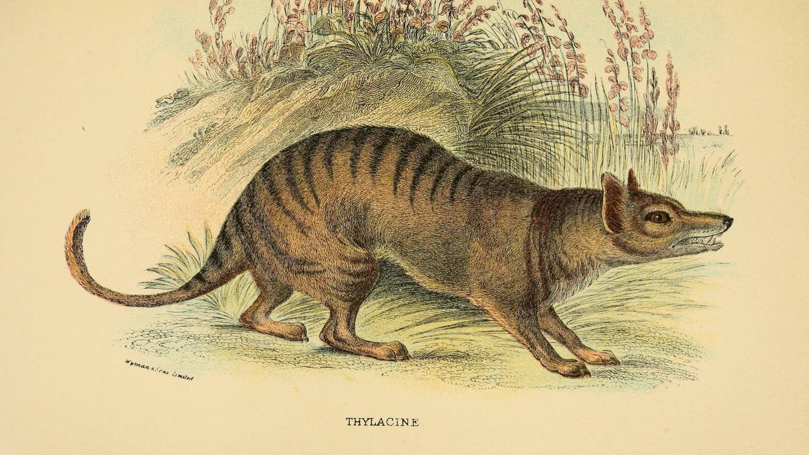 tigre-de-Tasmanie.jpg