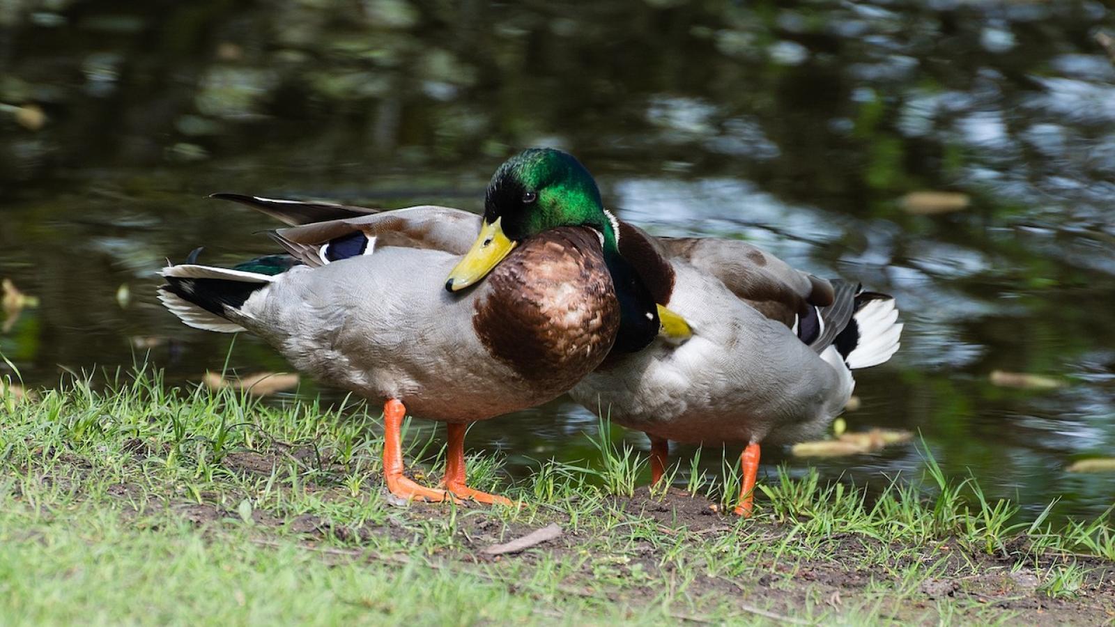 canards-colverts-gays.jpg