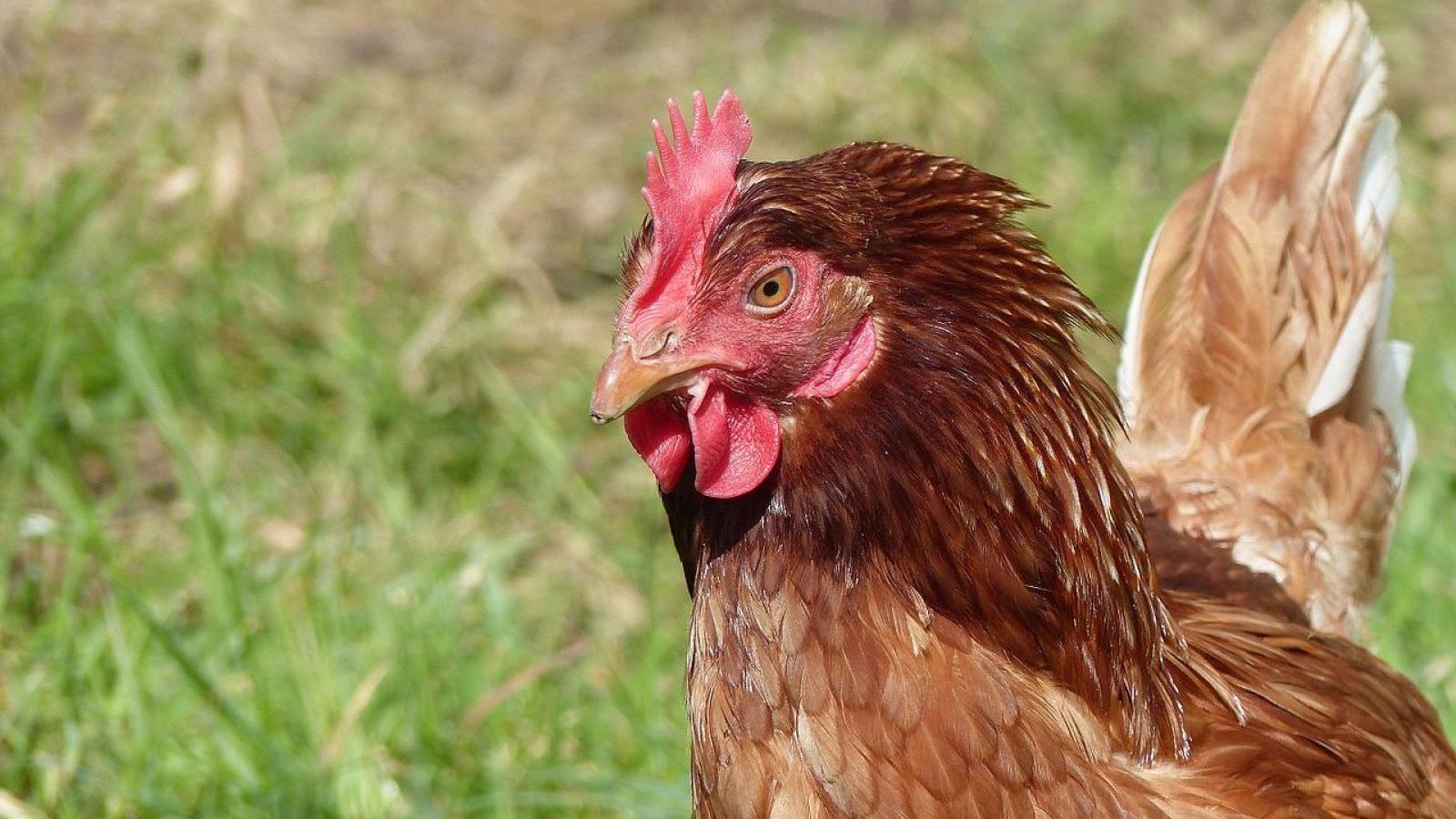 Des poules en liberté? Pas vraiment.