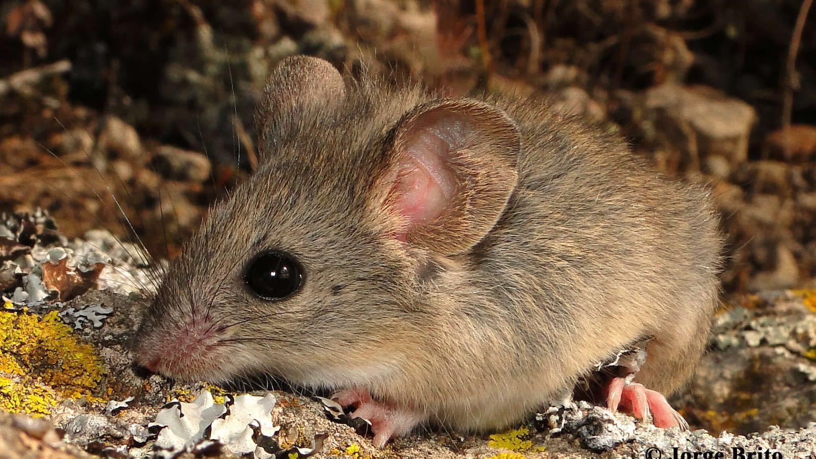 souris-Phyllotis_xanthopygus.jpg