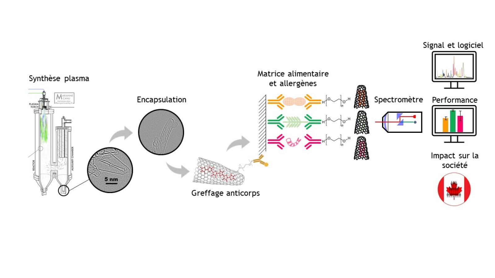 Fabrication des nanocornes, des sondes (nanocorne + anticorps+ colorant) et détection de l'anticorps par spectroscopie Raman