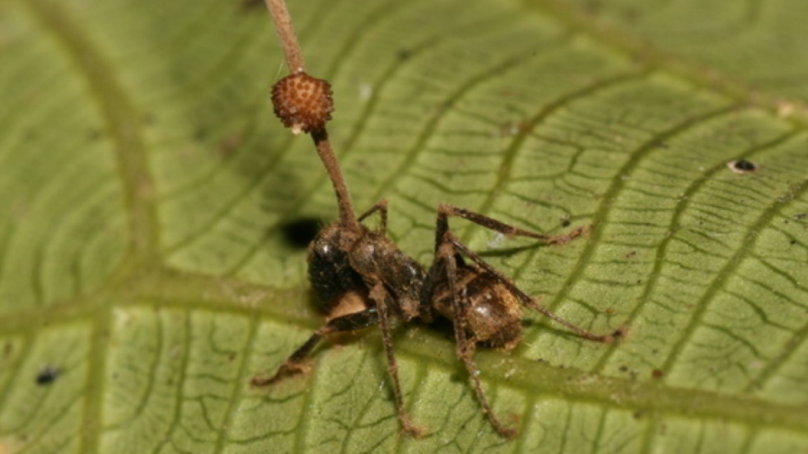 Ophiocordyceps unilateralis.png