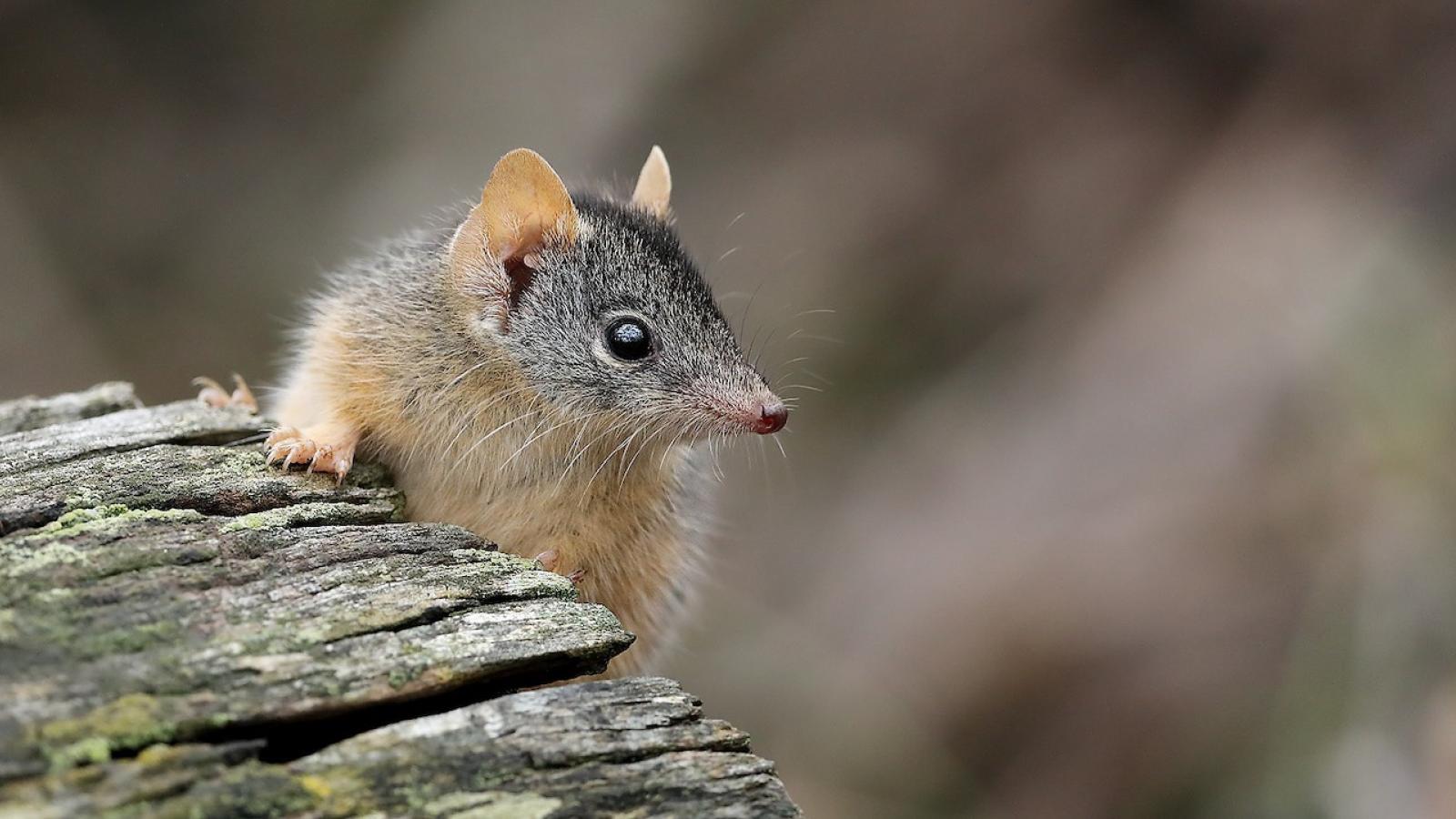 antechinus-marsupial.jpg