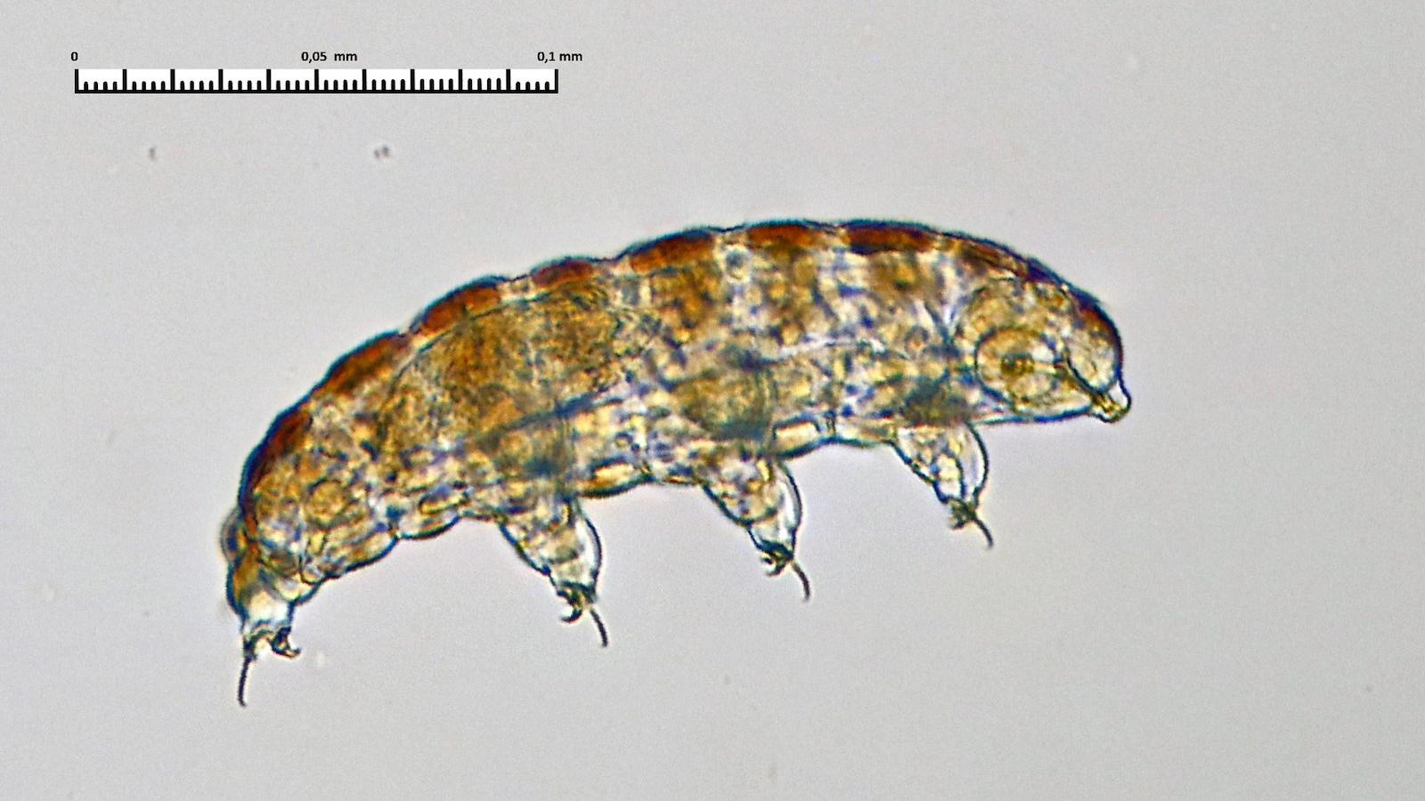 tardigrade.jpg