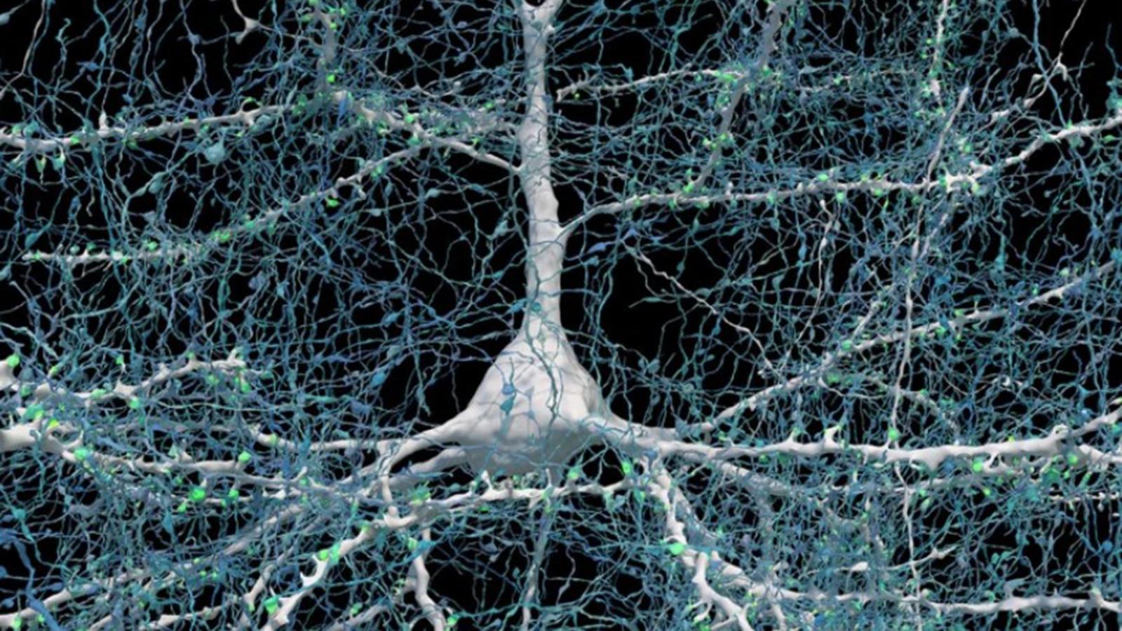 3e R - 11 neurone avec milliers de synapses.jpg