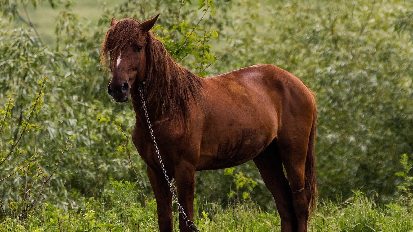 cheval-Danube.jpg