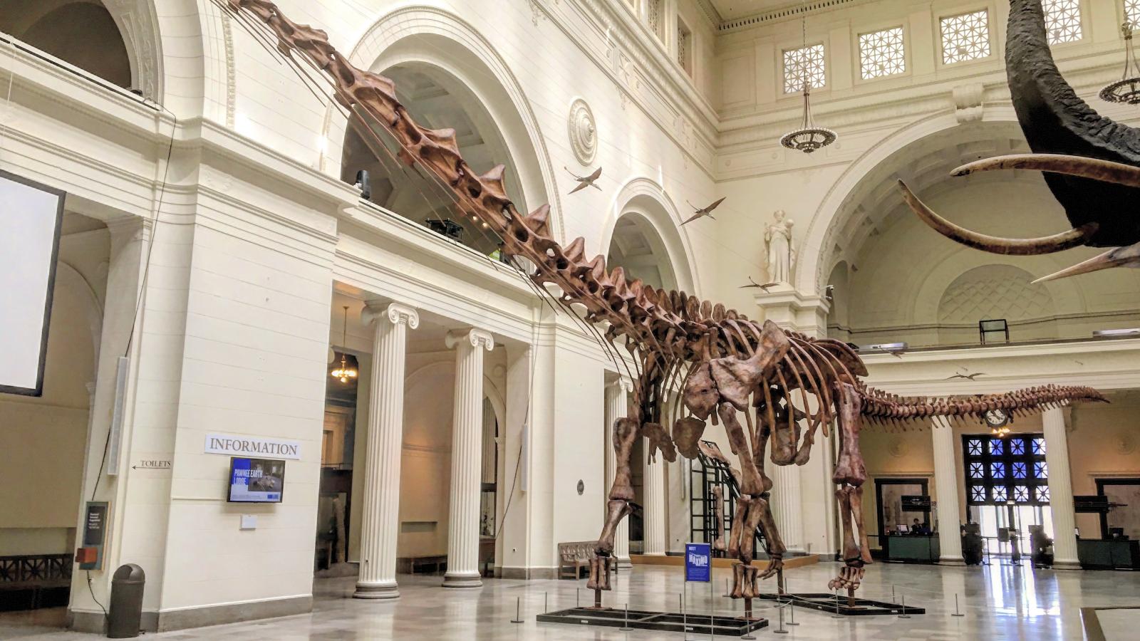 Squelette de titanosaure exposé au Field Museum of Natural History