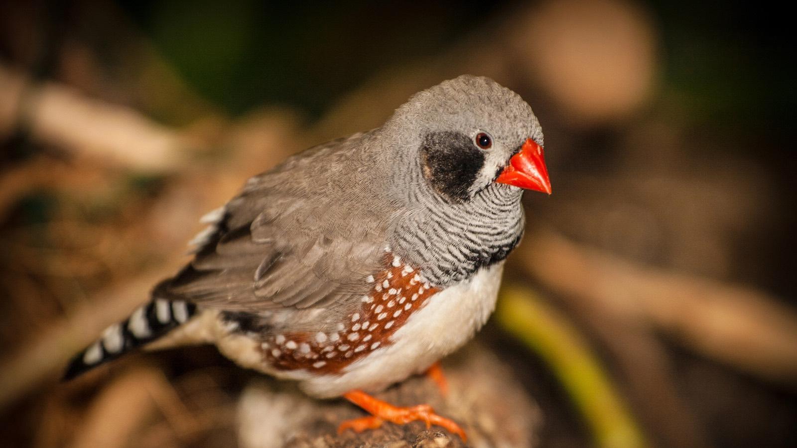 oiseau-zebra-finch.jpg