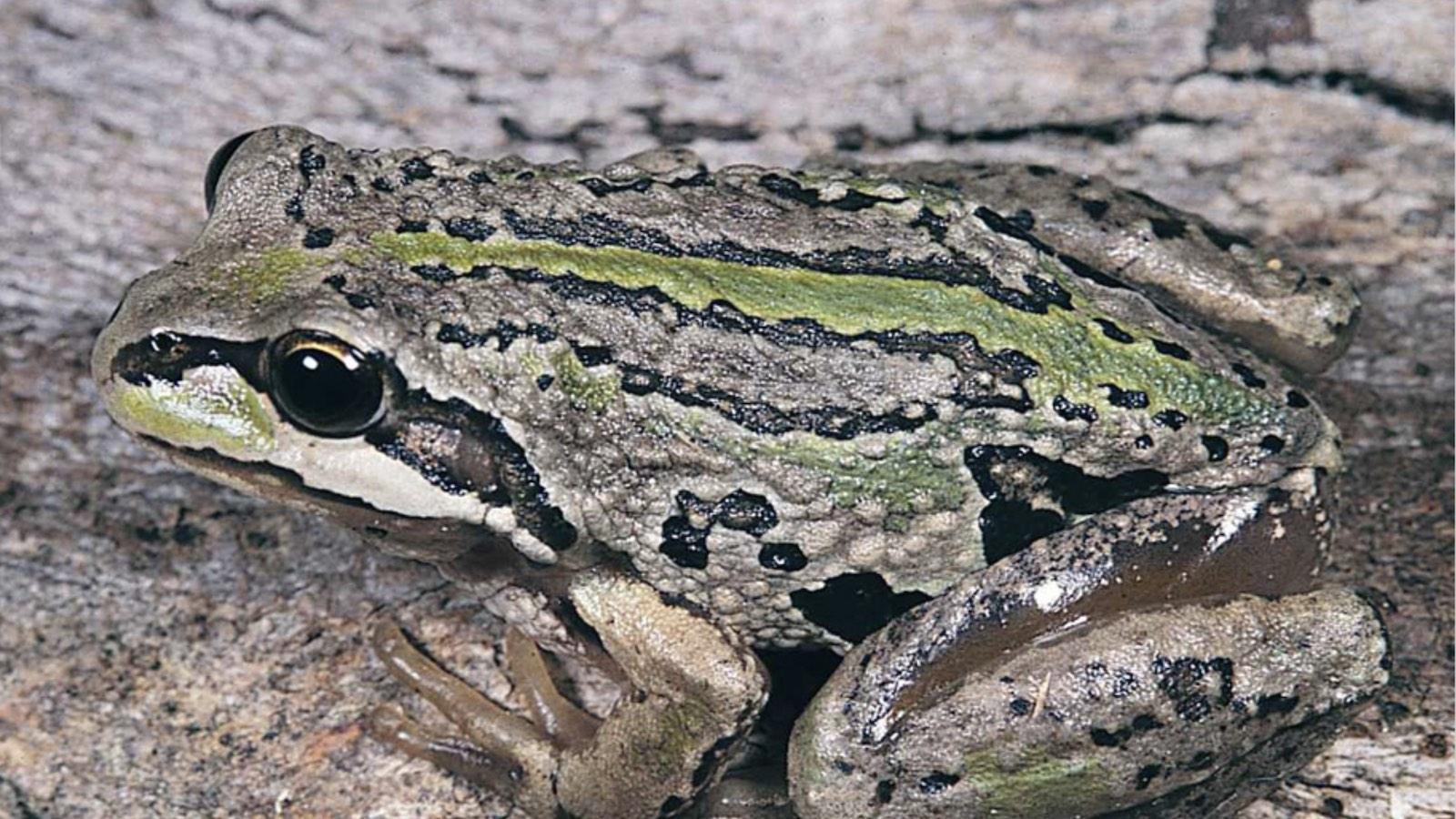 grenouille-Litoria verreauxii alpina.jpg