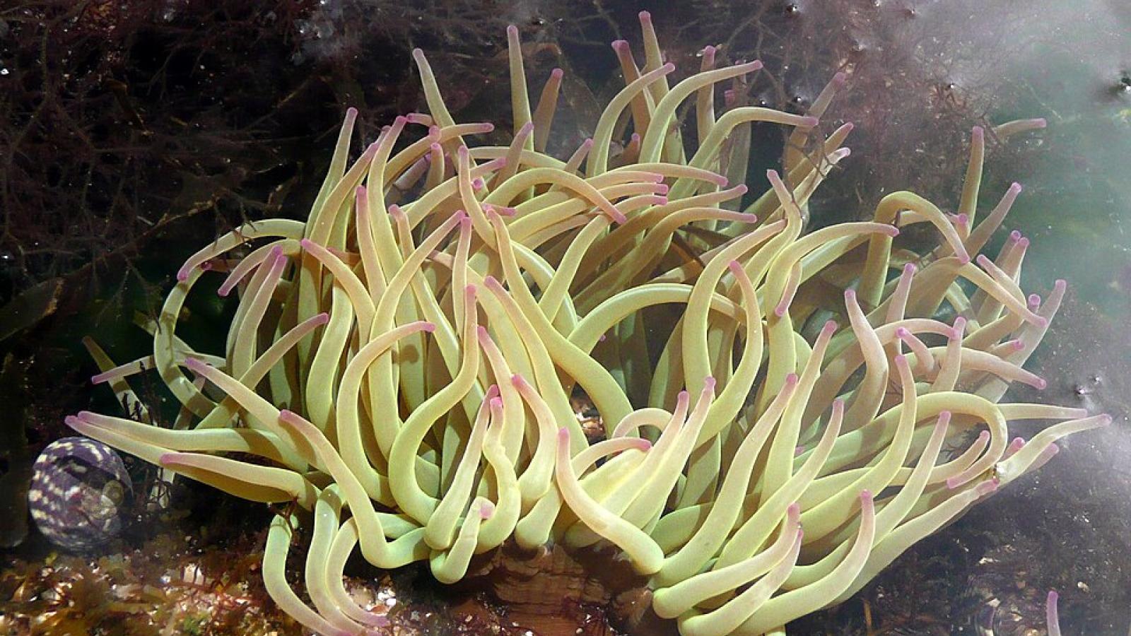 An&eacute;mone de mer