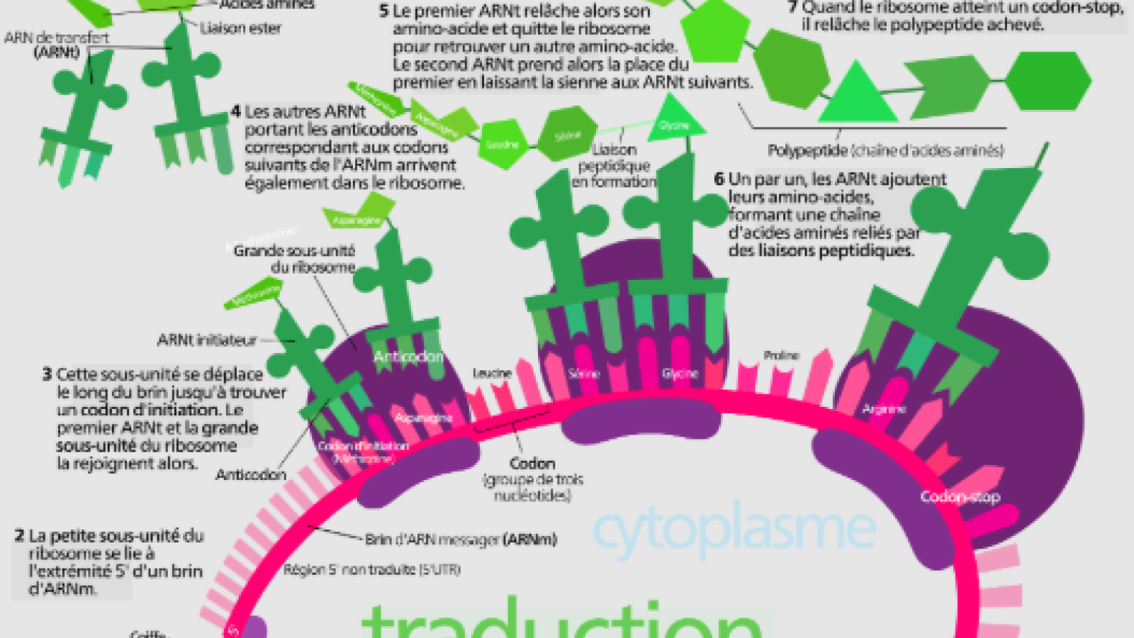 Synth&egrave;se des prot&eacute;ines