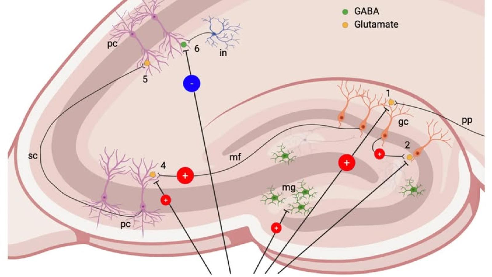 hippocampe et stress.jpg