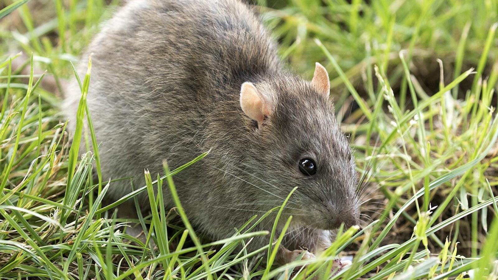 Rat brun (Rattus norvegicus).jpg